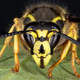 Illustration for article titled Last Call: Wasp steals noodle
